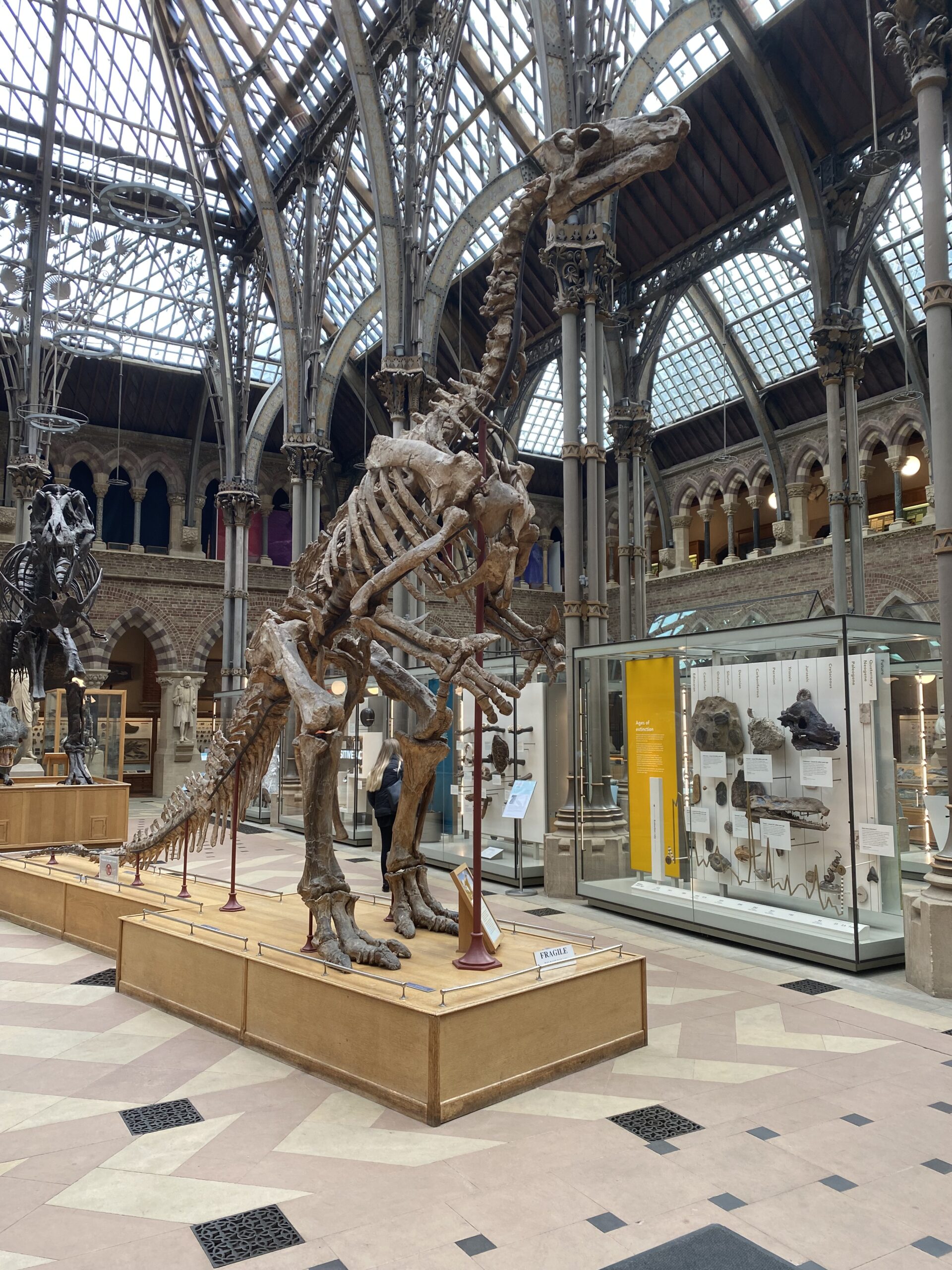 View of Oxford Natural History musuem main hall. With permission of Mary Garbett