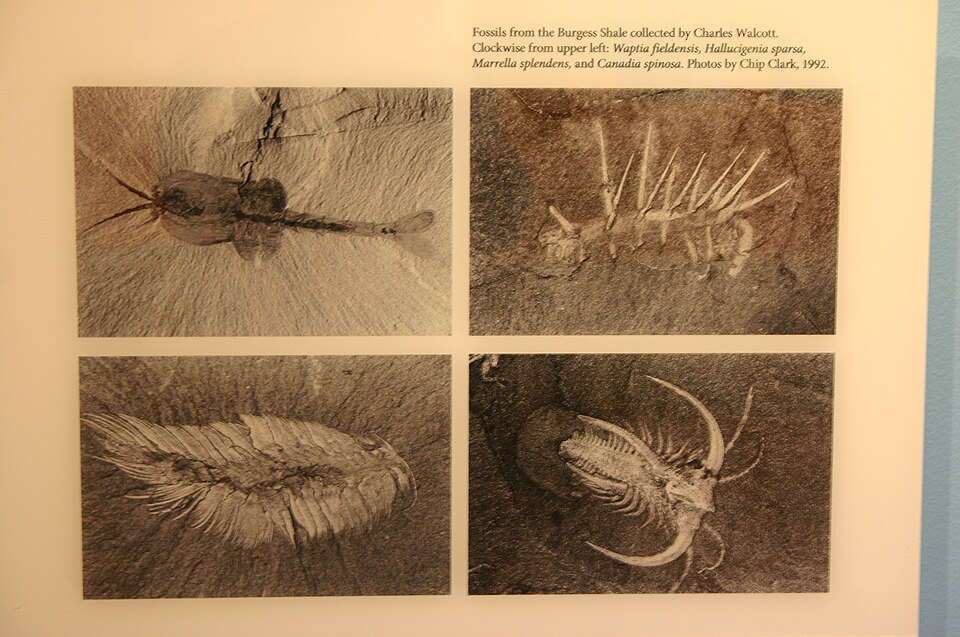 Burgess Shale fossils by Ryan Somma via Wikimedia Commons.